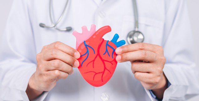 Doctor holding model of the human heart